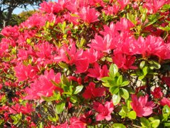つつじもう咲く