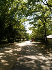 4月末の緑の公園