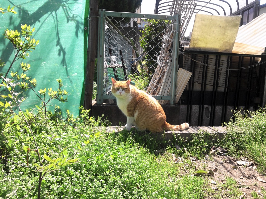 春の猫