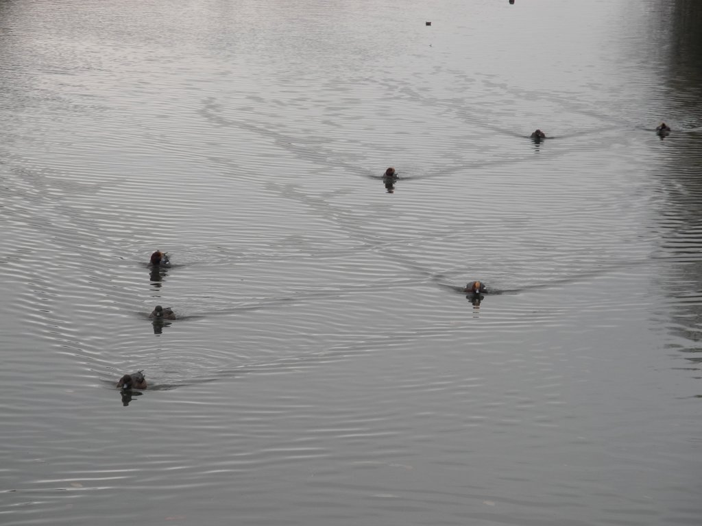 近寄ってくる鴨さん