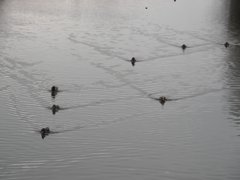 近寄ってくる鴨さん