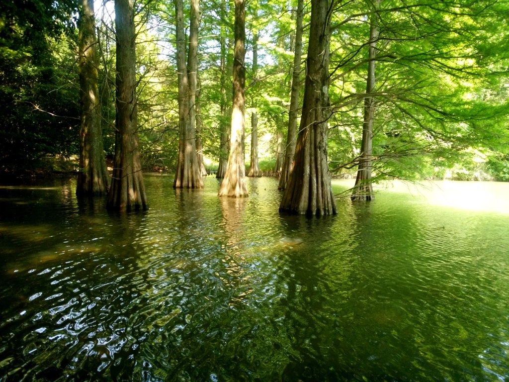 水の中から生える巨木