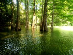 水の中から生える巨木