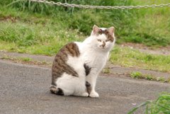 鼻に模様のある猫ちゃん