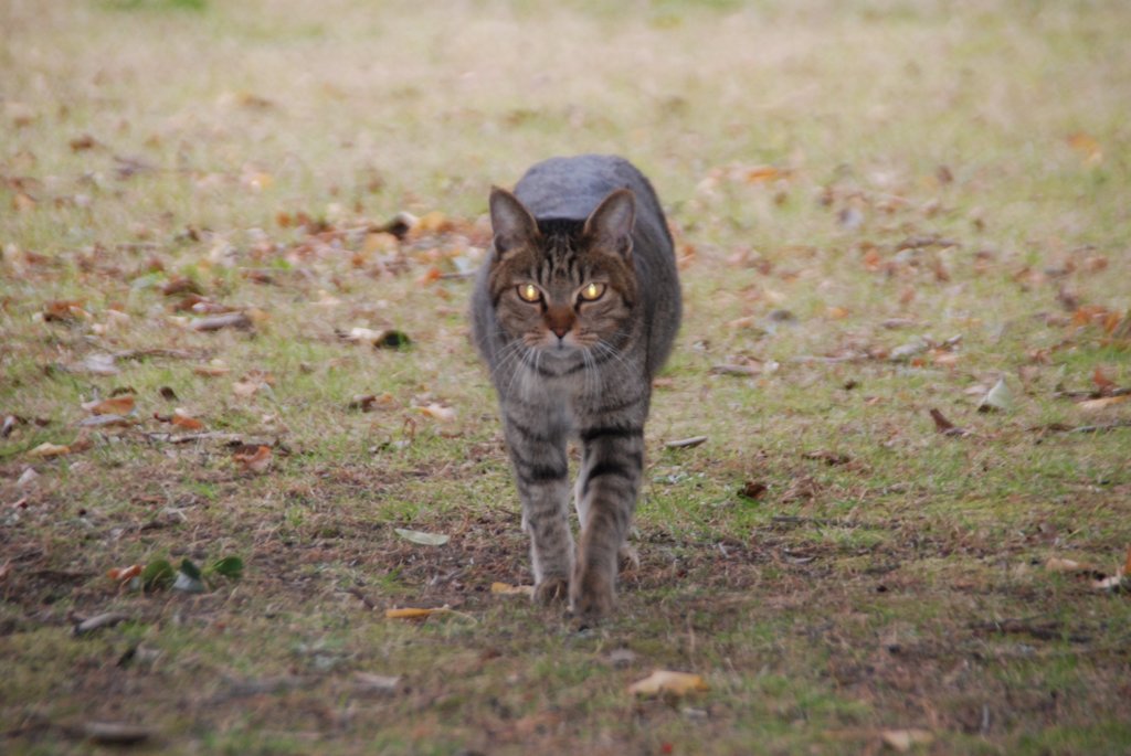 猫ちゃん