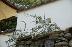 蔦模様　平戸城