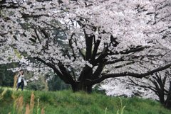 女性カメラマン桜撮ってます