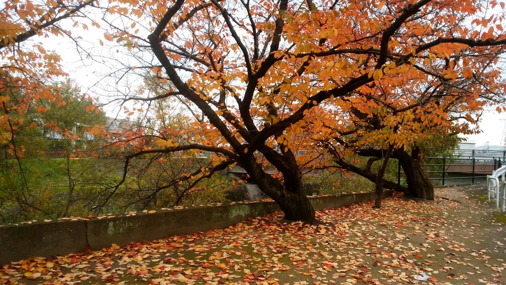 桜の紅葉