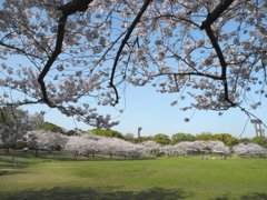 地元の公園の桜