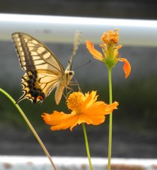 アゲハチョウ