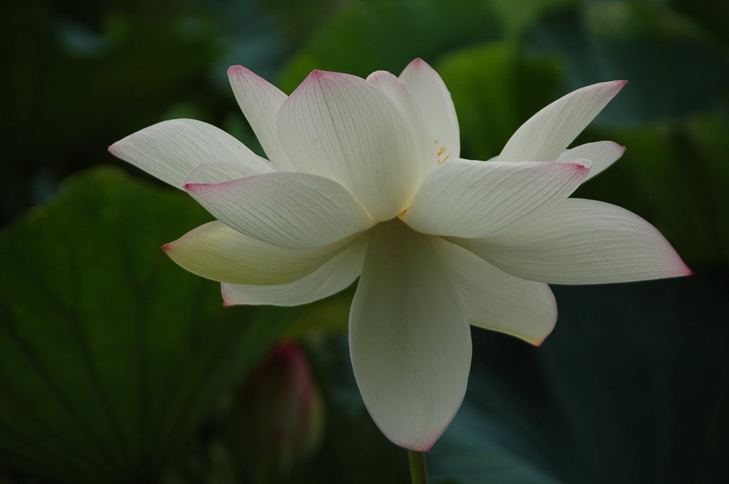 蓮の花