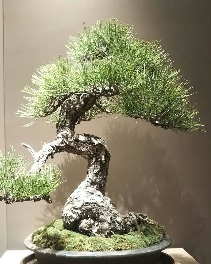 盆栽