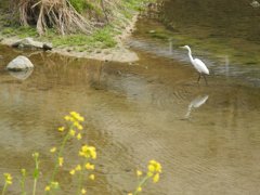 鷺と菜の花