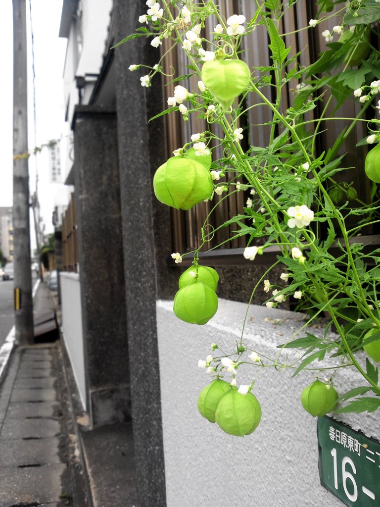 なんて植物？