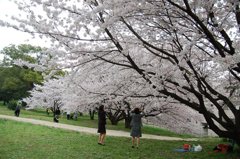 太宰府　水城堤３