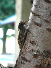 2015の夏のアブラゼミ