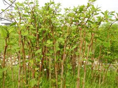 野草　イタドリ　食べられます