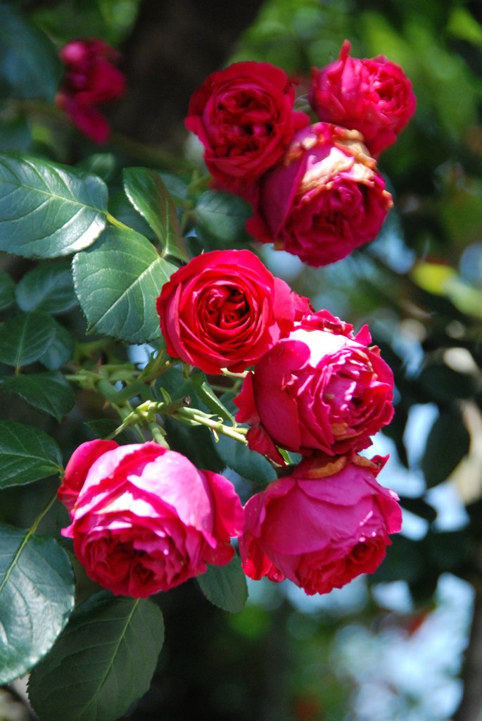 赤い薔薇