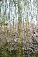 枝垂柳と桜