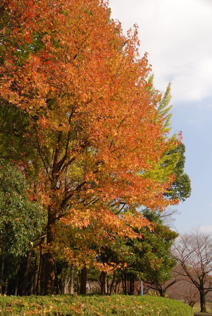 紅葉してます