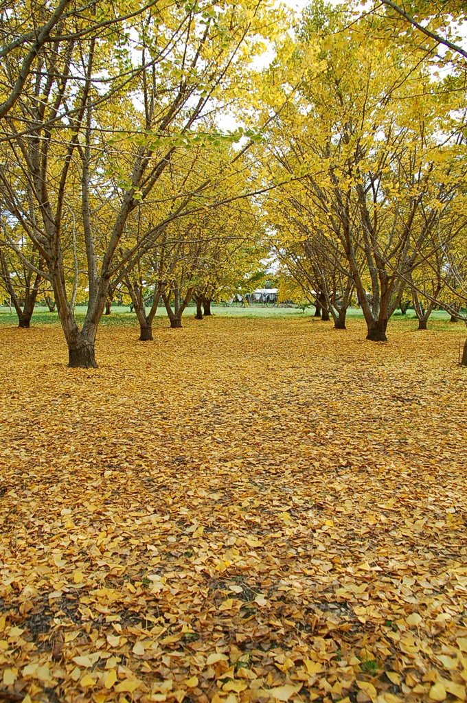 銀杏の紅葉