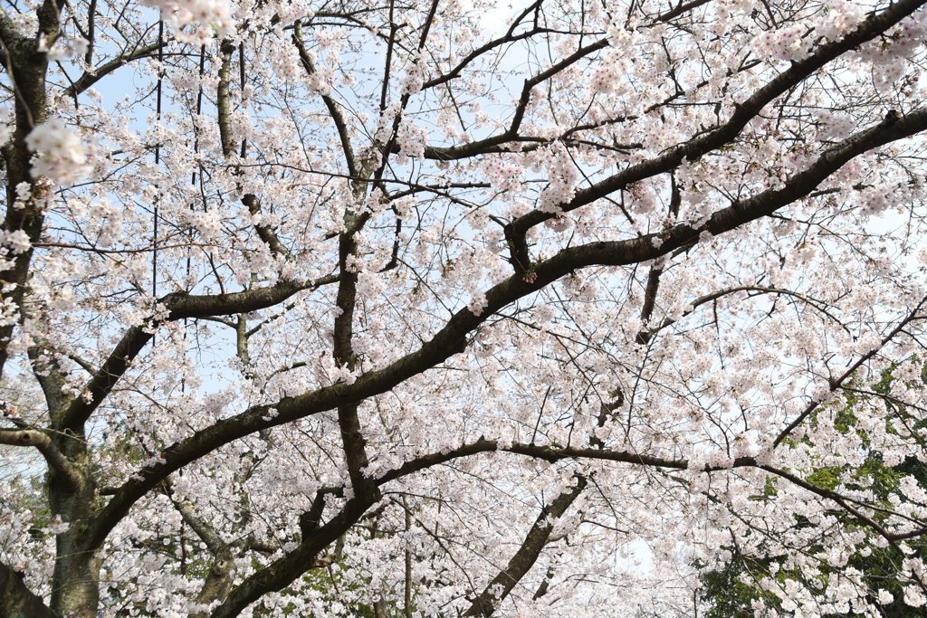 桜　満開