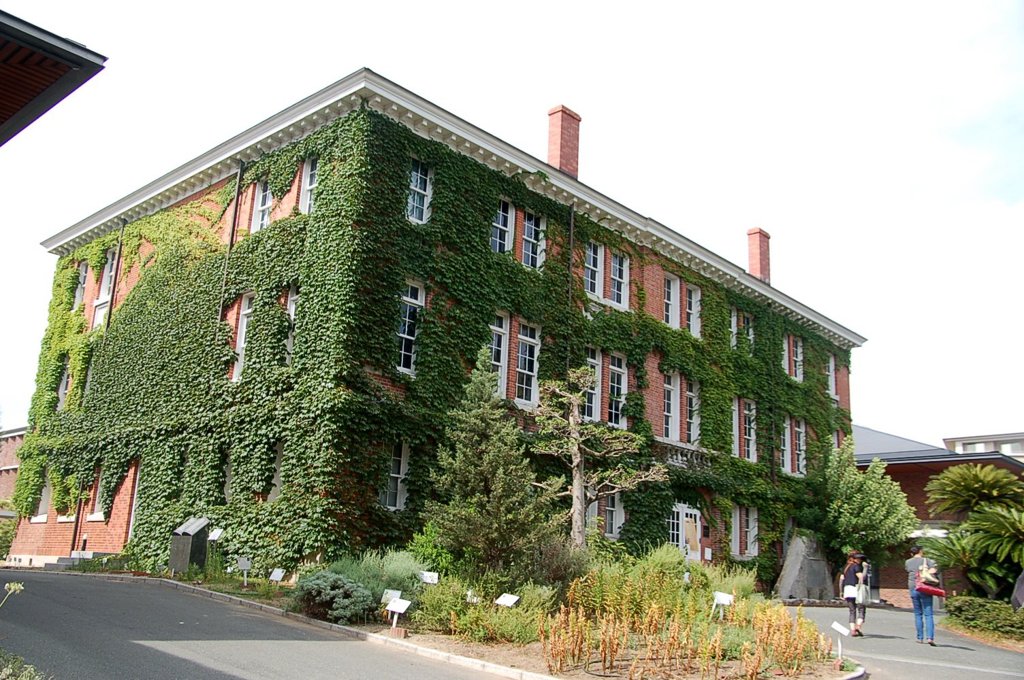 蔦の葉絡まる母校