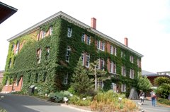 蔦の葉絡まる母校