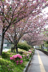 八重桜とツツジ