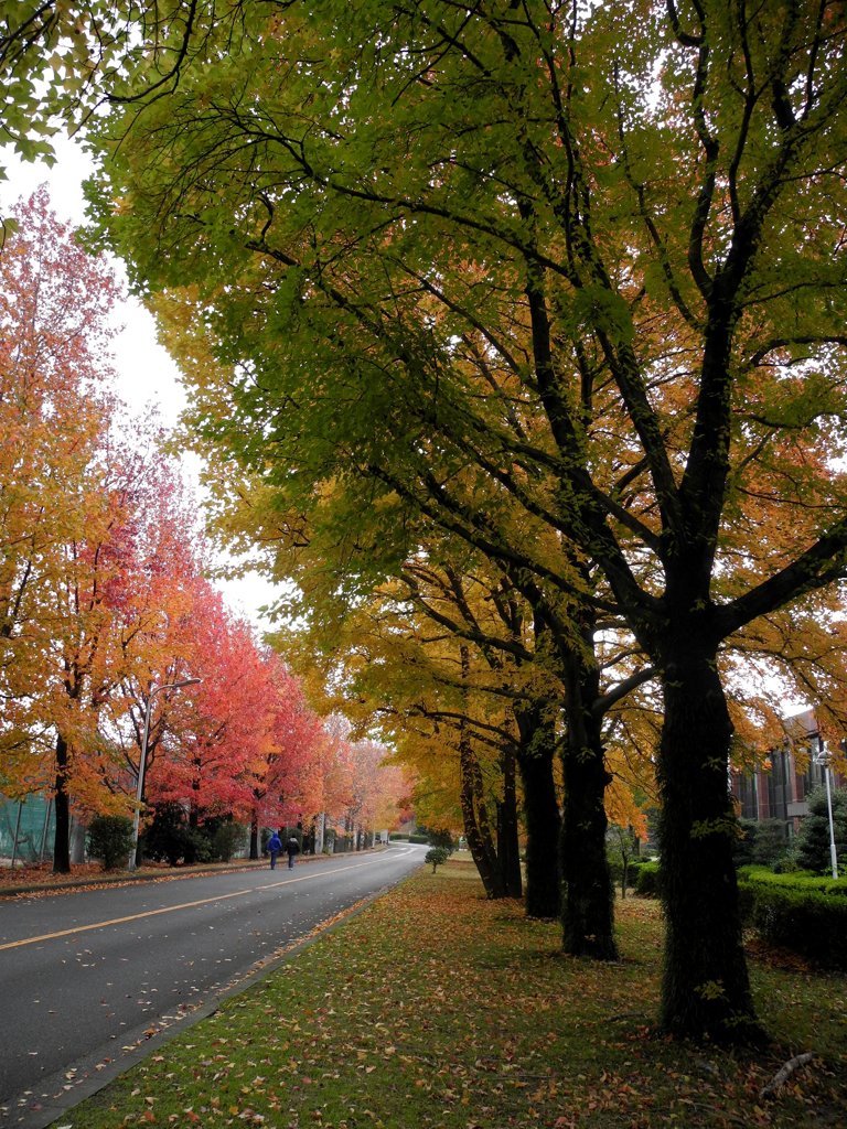 づっうと紅葉