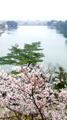 大池と桜