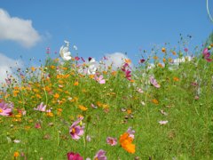 秋空とコスモス