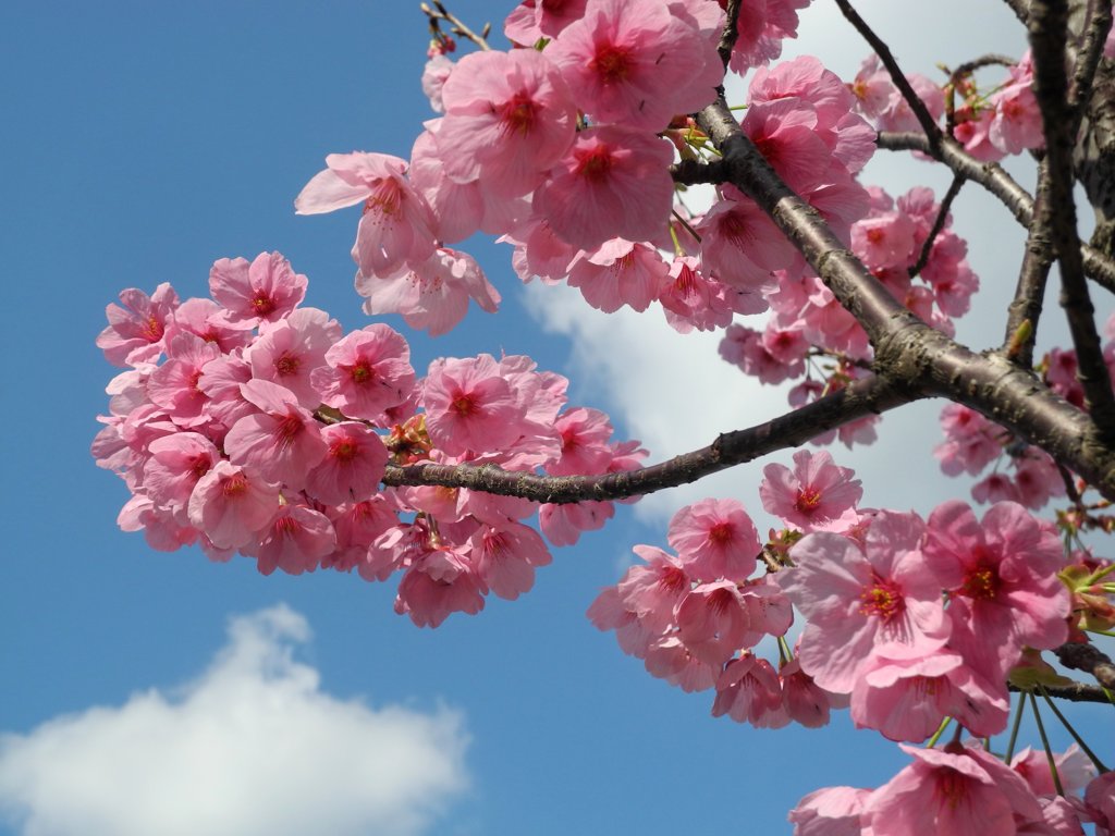 河津桜