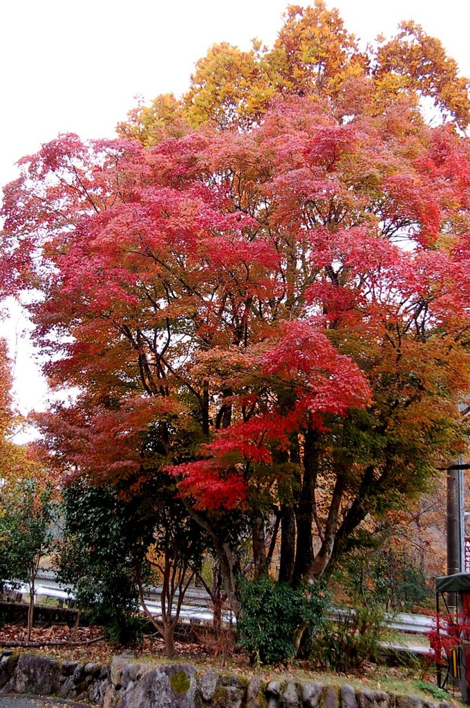 大分　長者原付近　紅葉