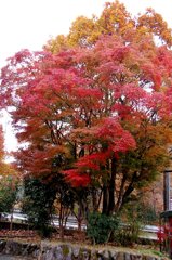 大分　長者原付近　紅葉