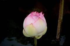 蓮桃太郎と言いたくなります