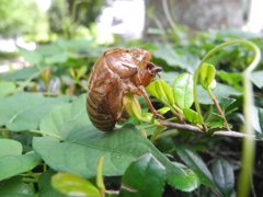 蝉の抜け殻