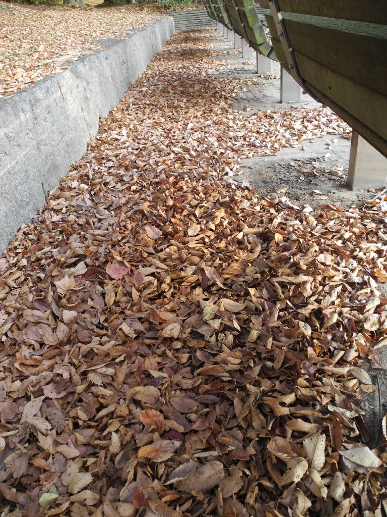 落ち葉