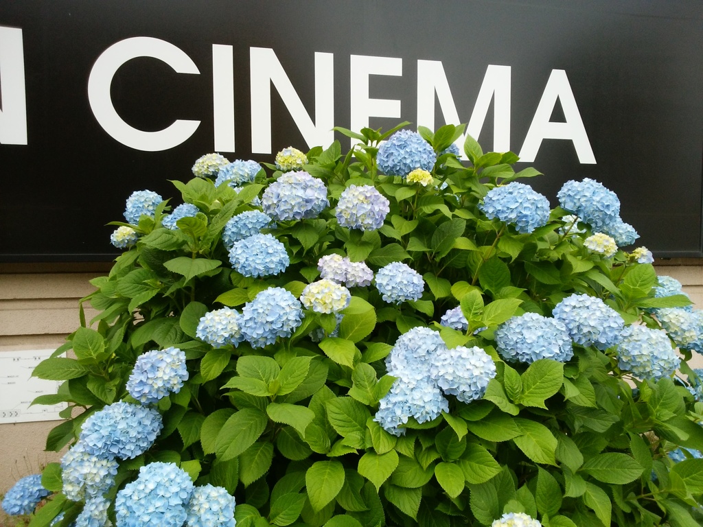 あじさい咲きました