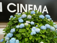 あじさい咲きました