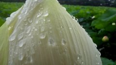 蓮のつぼみ雨しずく