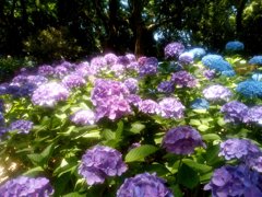 あじさい