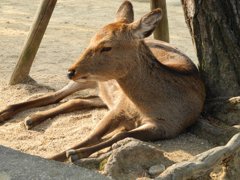 宮島の鹿