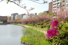 つつじと八重桜