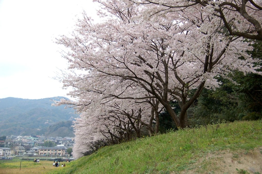 太宰府　水城堤