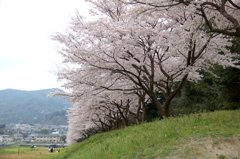 太宰府　水城堤