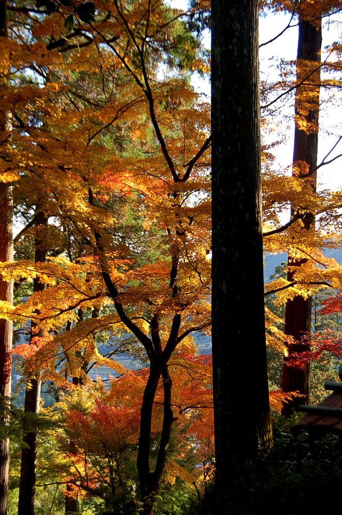 紅葉とまっすぐな木