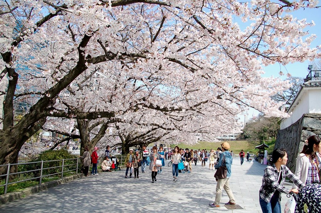 福岡市舞鶴公園の桜