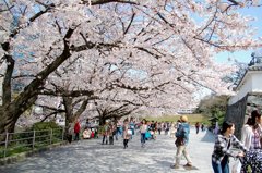福岡市舞鶴公園の桜