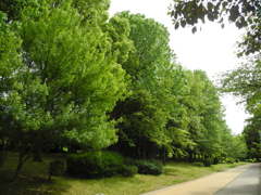 新緑の公園